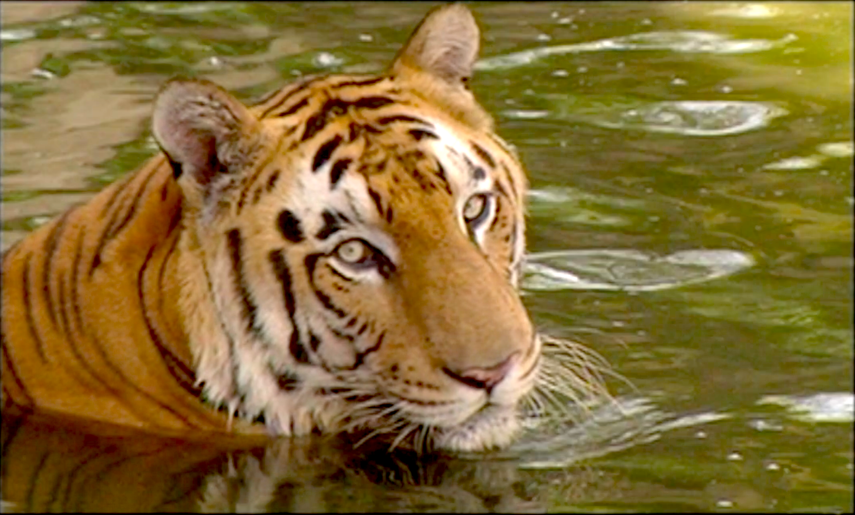 The Last Wild Tiger